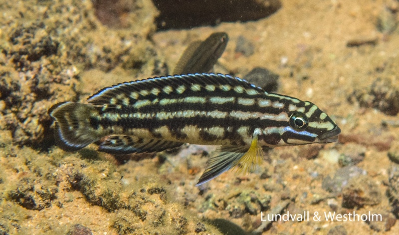 Julidochromis cf. regani 'Nondwa Point'
